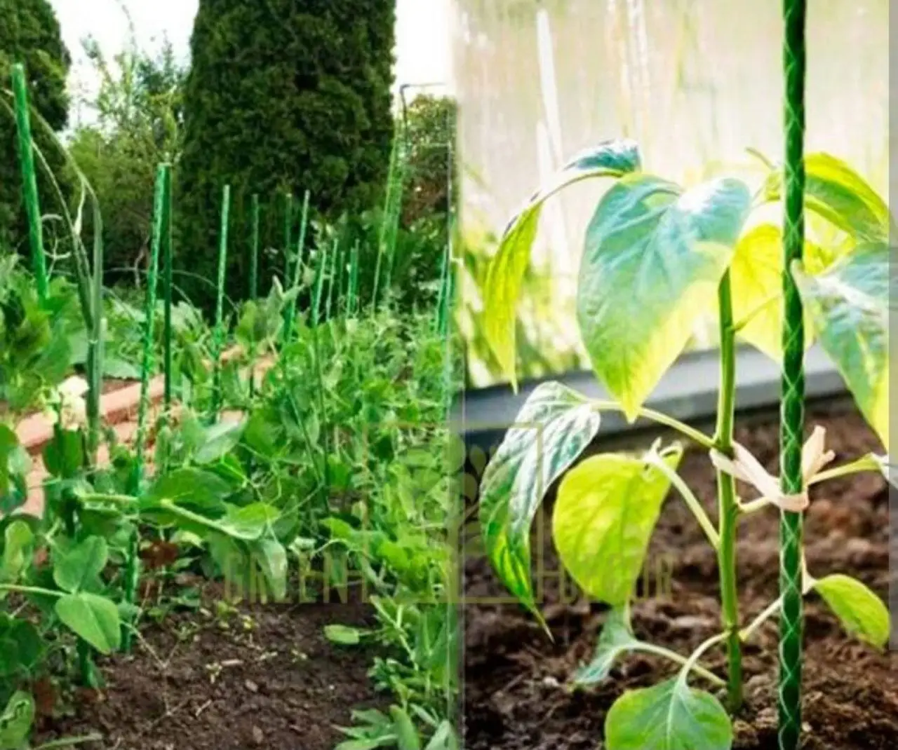 ШефМайстер